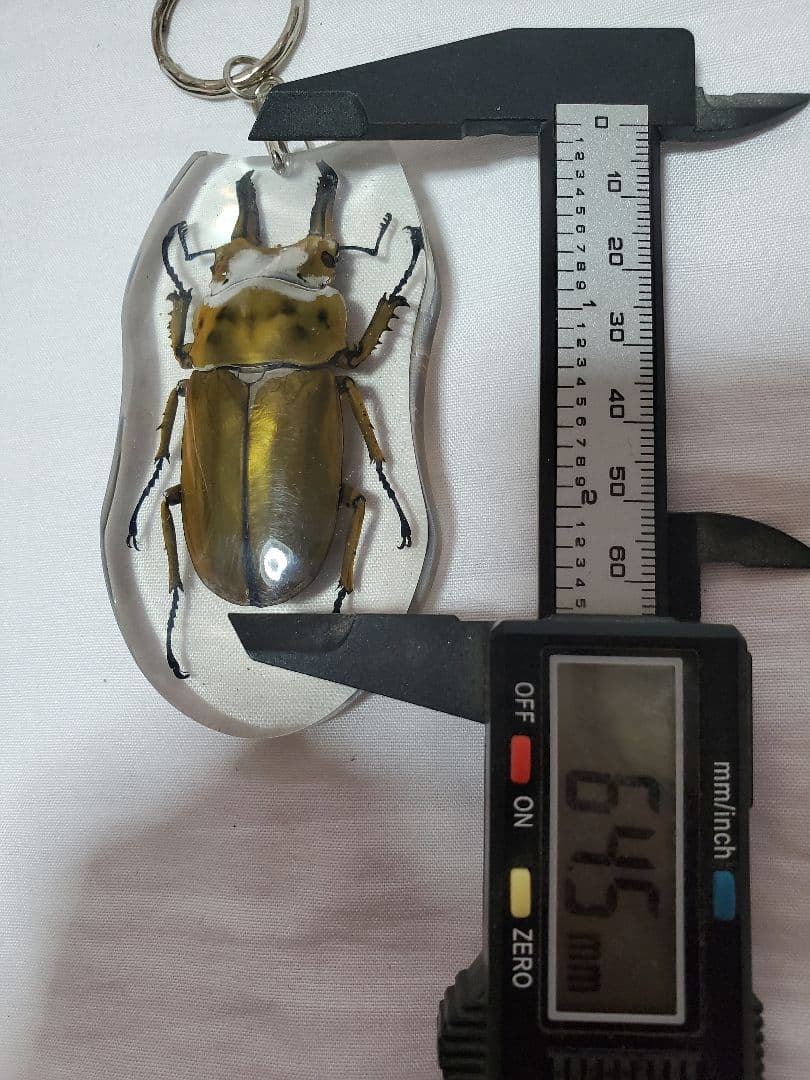 オウゴンオニクワガタ　キーホルダー