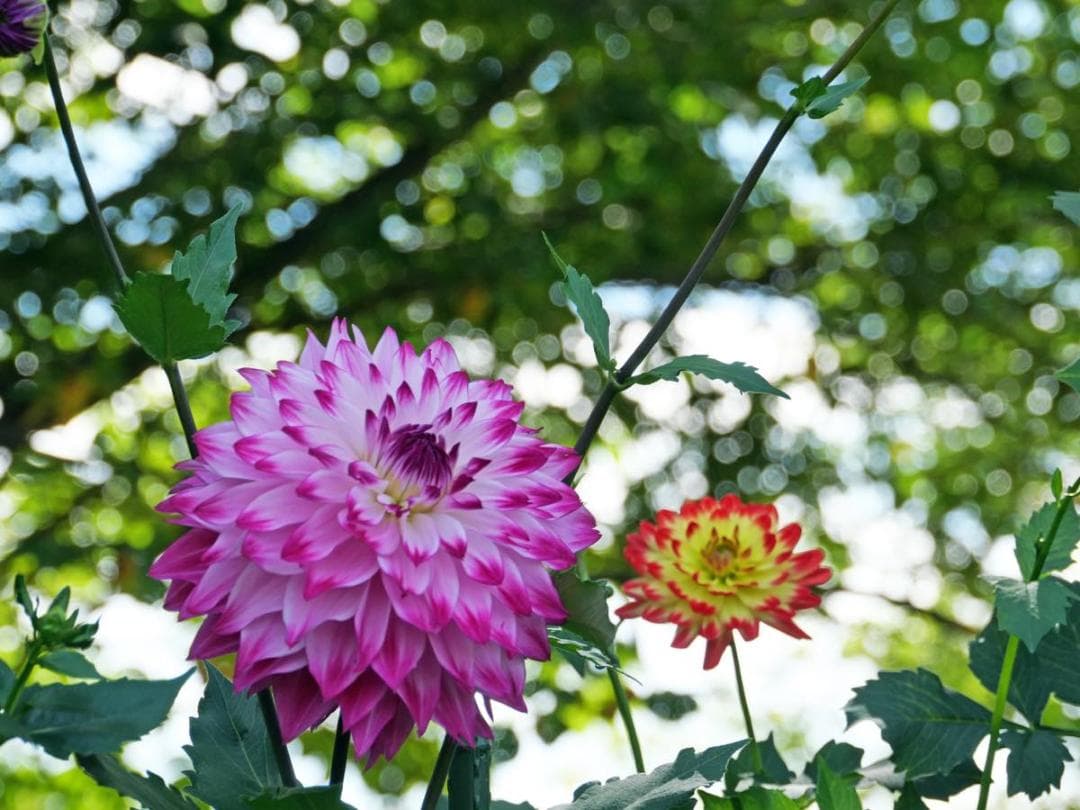 LUMIX GF2 VARIO 14-140mm 美品‼️