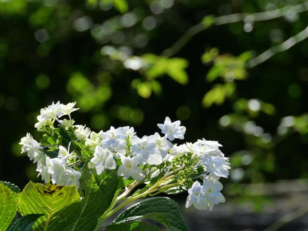 LUMIX GF2 VARIO 14-140mm 美品‼️