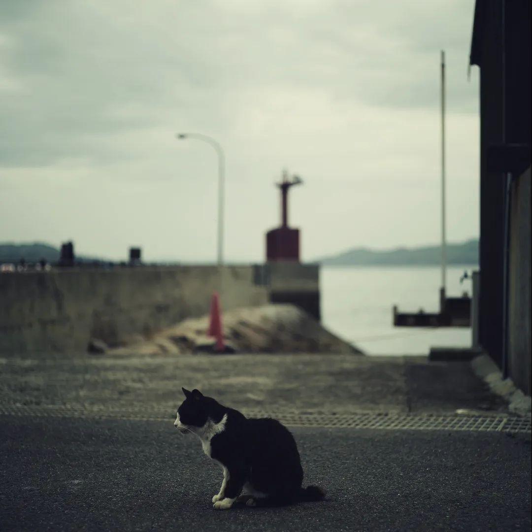 最終値下 summicron F2/50㎜ 第3世代 ドイツ leica