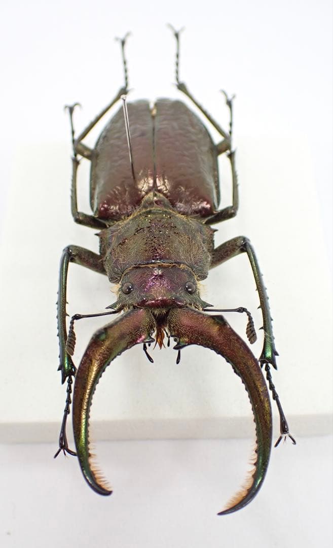 標本　ギガンテウスシワバネクワガタ　73㎜