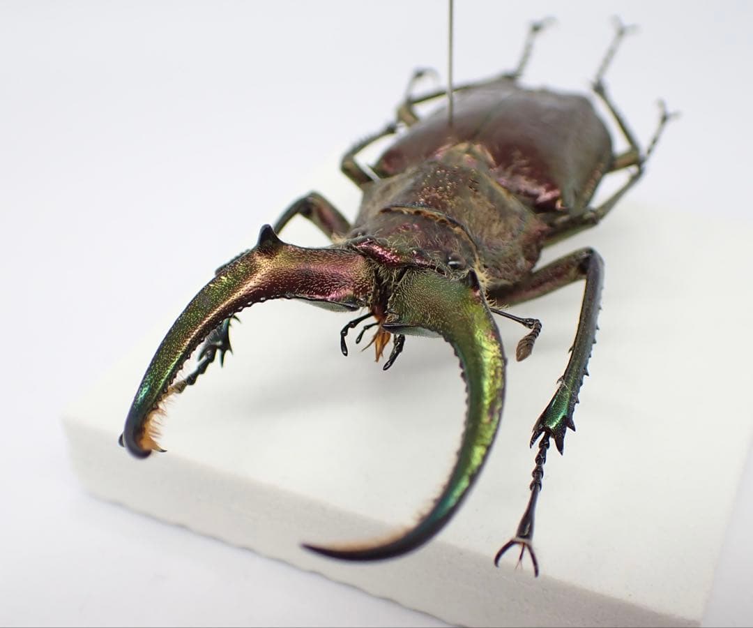 標本　ギガンテウスシワバネクワガタ　73㎜