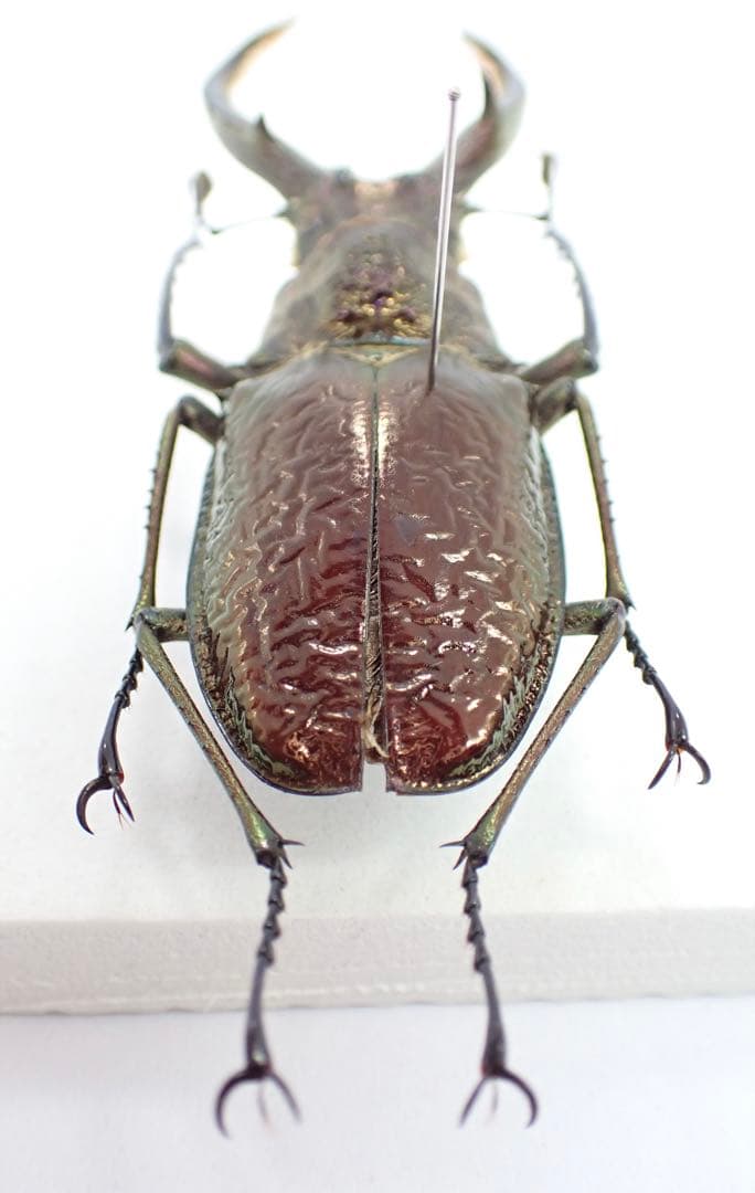 標本　ギガンテウスシワバネクワガタ　73㎜