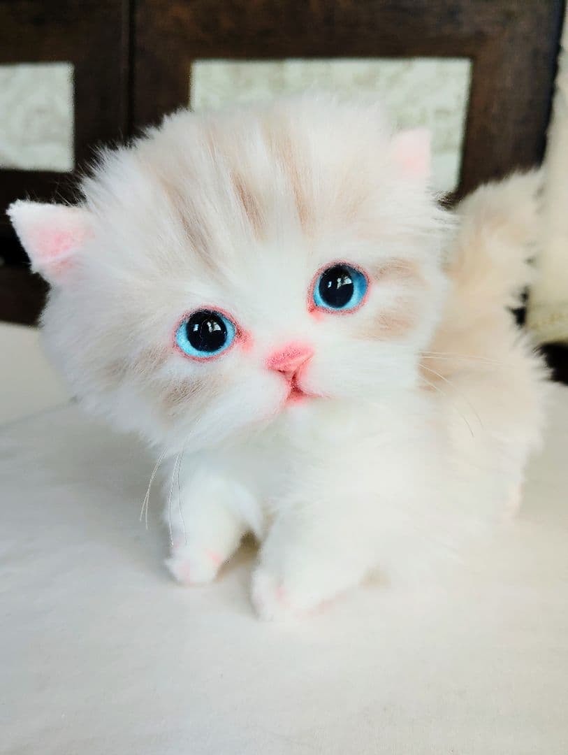 ラピ様御予約❤️よちよちあんよ♡短足ころころボディ♡マンチカン子猫ちゃん♡