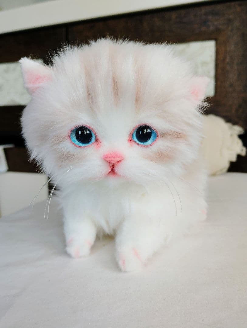 ラピ様御予約❤️よちよちあんよ♡短足ころころボディ♡マンチカン子猫ちゃん♡