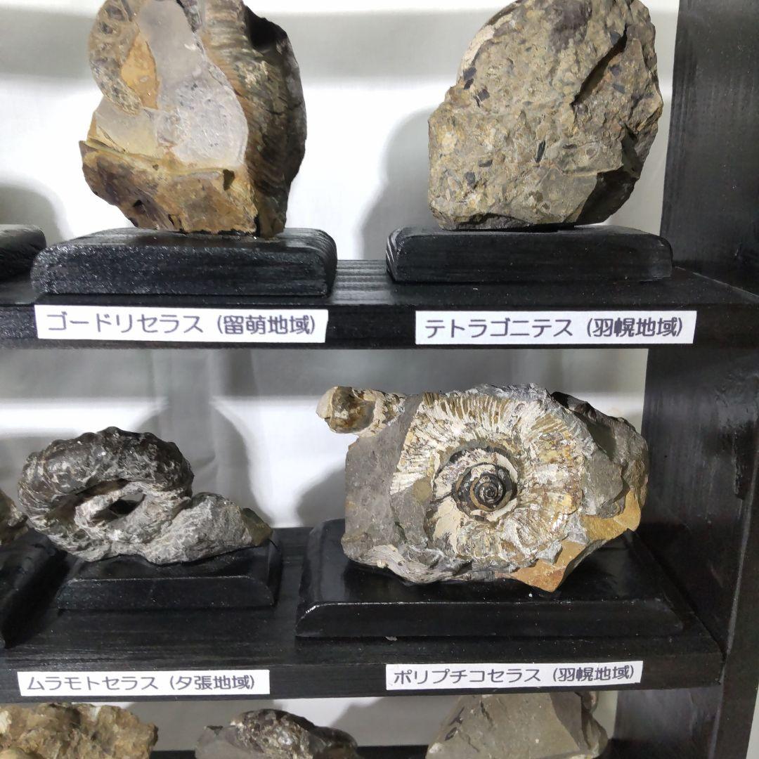 北海道アンモナイト化石、飾り棚に収納した１２点＋資料４点＋おまけ２点
