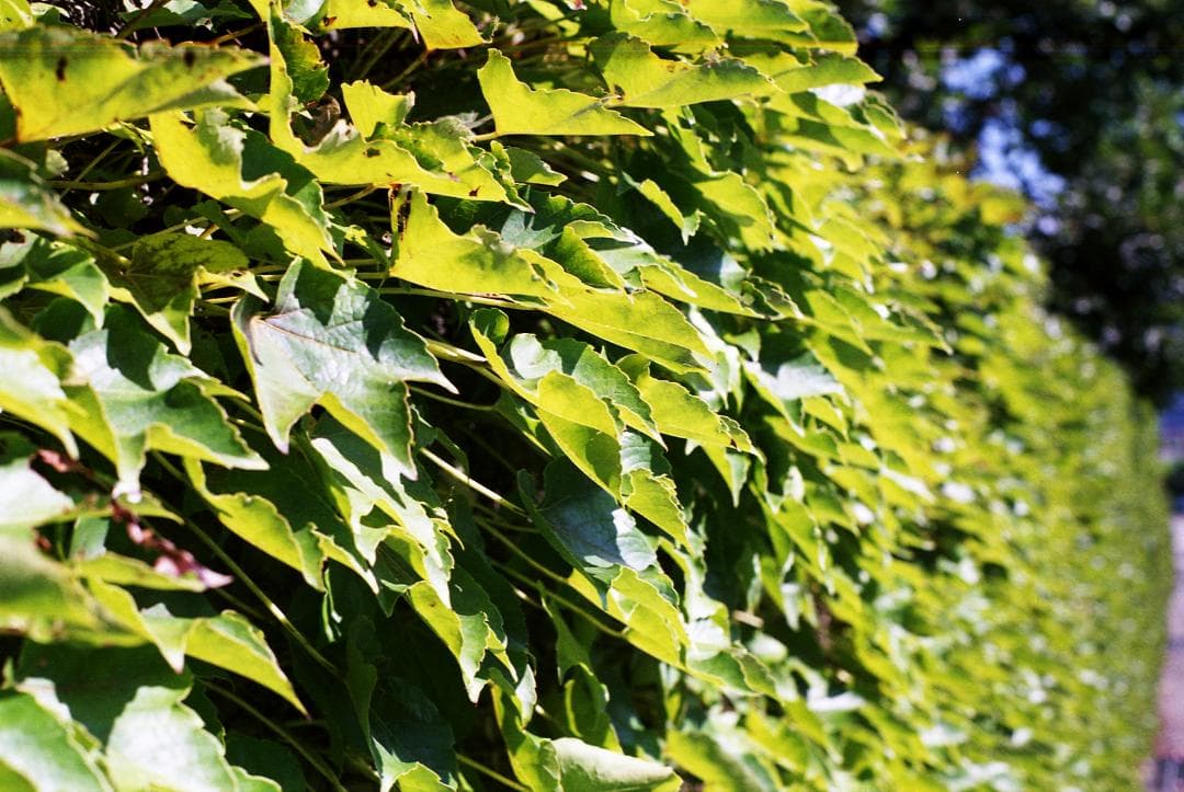 ミノルタ MINOLTA SR101 試写済みです