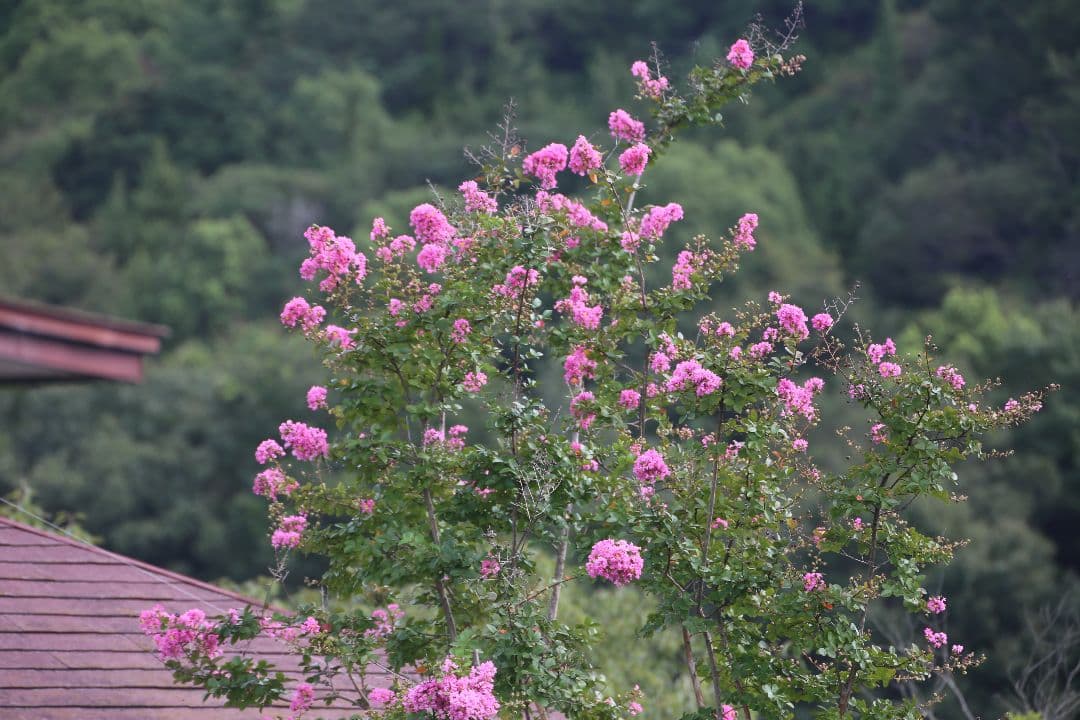 CANON用 SIGMA APO 70-500mm レンズ ジャンク品