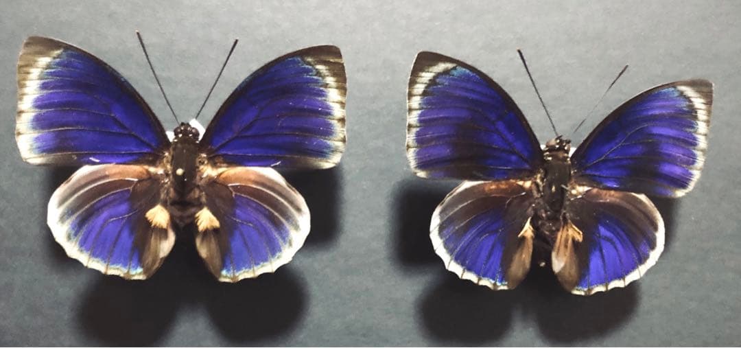 蝶標本　ベアタミイロタテハ　2♂