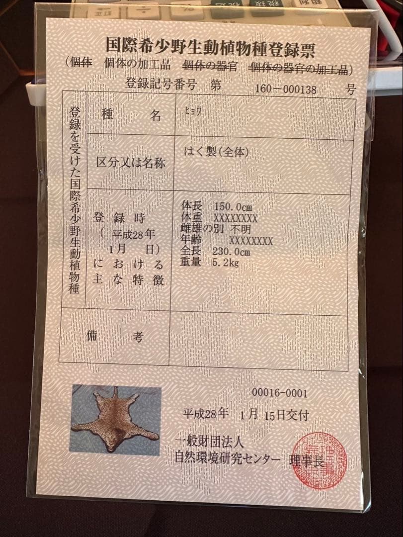 ヒョウの剥製 大型