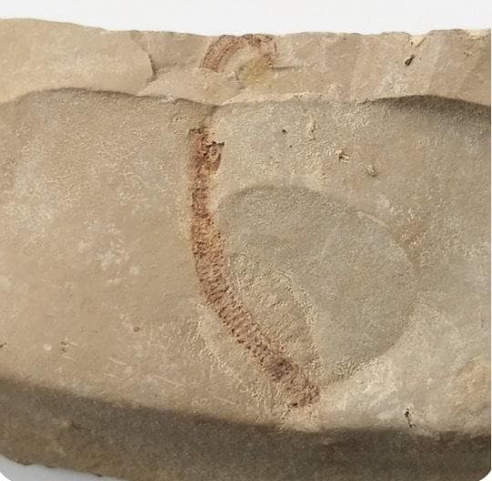 カンブリア紀 Cricocosmia jinningensis 化石