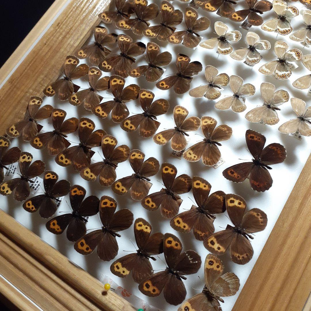 蝶標本ベニヒカゲ、クモマベニヒカゲ、シロオビヒメヒカゲ中型ドイツ標本箱入り