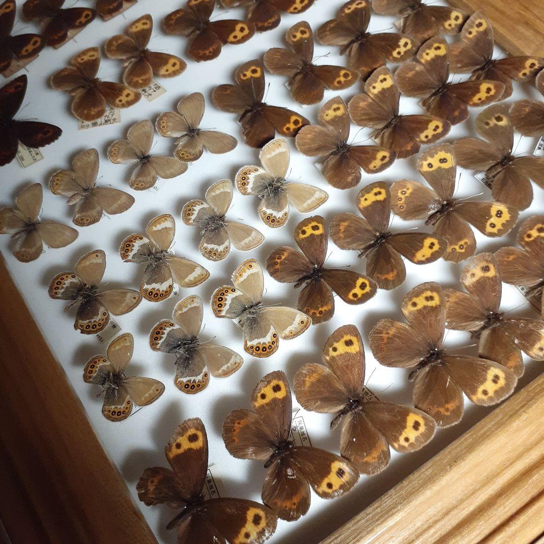 蝶標本ベニヒカゲ、クモマベニヒカゲ、シロオビヒメヒカゲ中型ドイツ標本箱入り