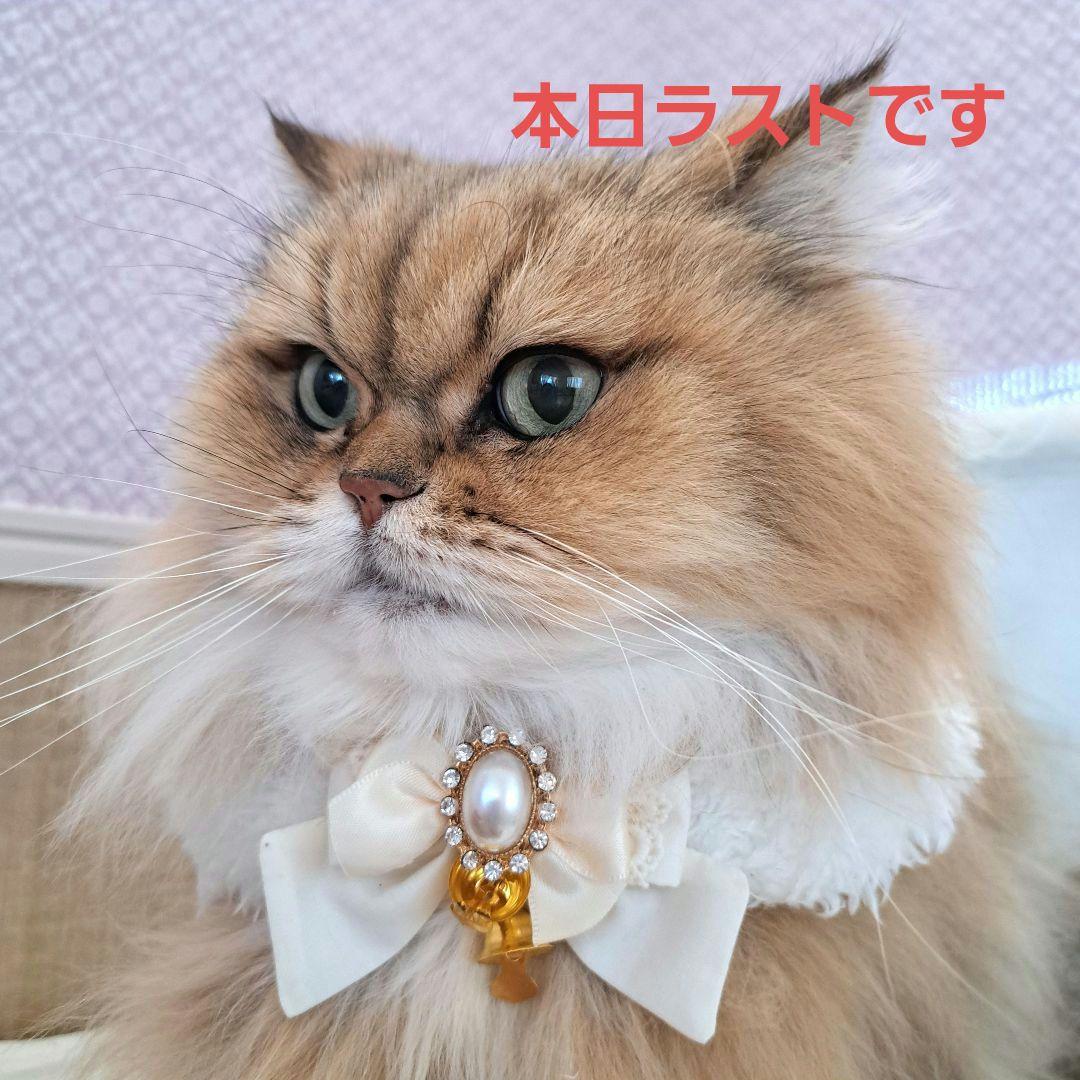 ホワホワケープ、リバーシブルでも(オーバルパール)わんちゃん猫ちゃん用