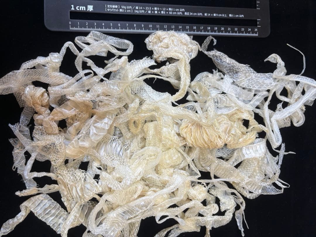 白ヘビの抜け殻端材まとめ売り