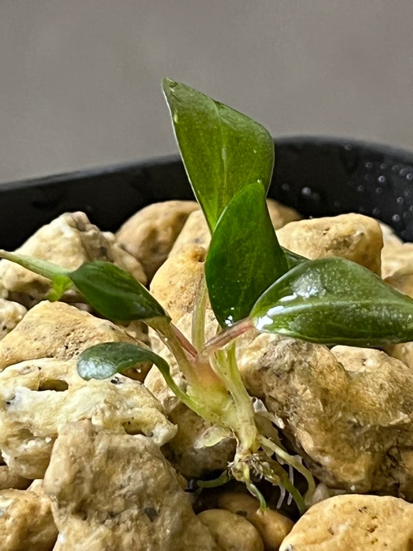 Bucephalandra sp. \"Entikong\" 【TB1803】