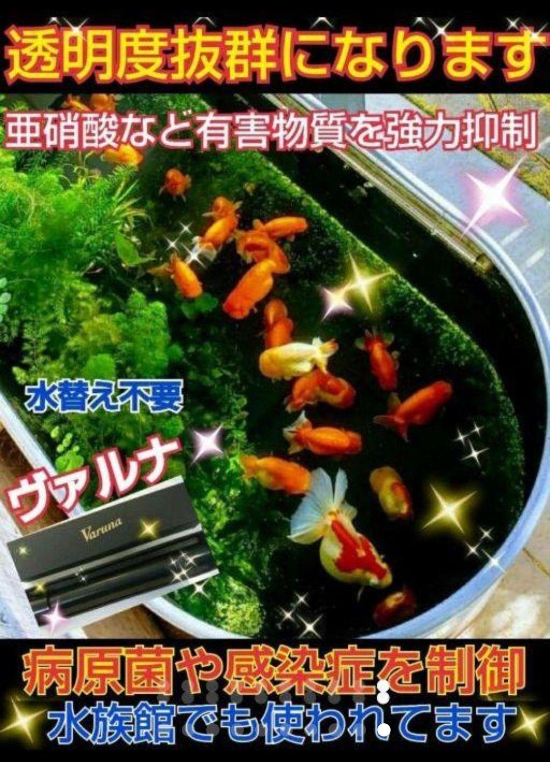 アロワナ飼育者絶賛！水槽の透明度抜群に！ヴァルナミニ　有害物質、病原菌も強力抑制