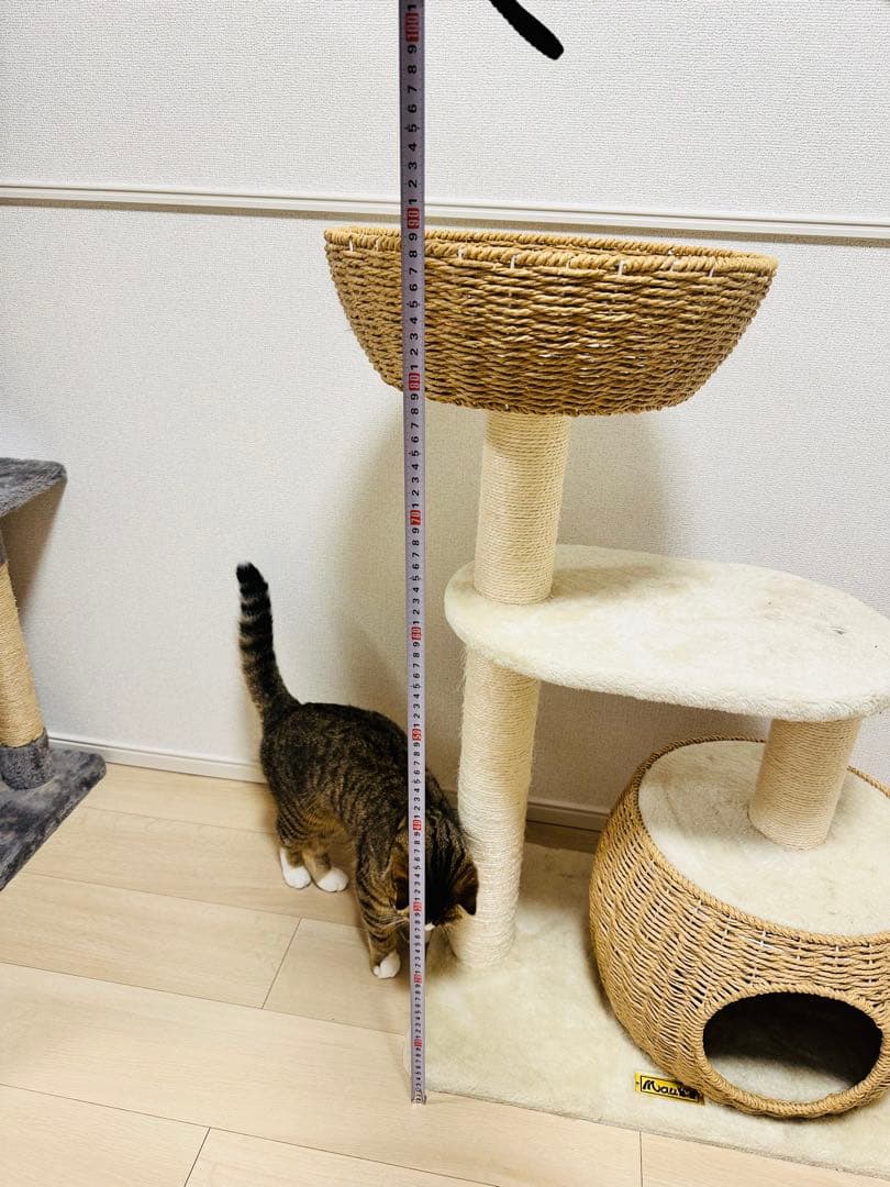 Mau キャットタワー シャルマン