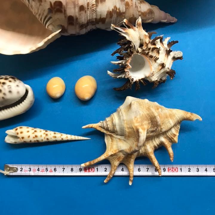 絵画用貝殻10点セット