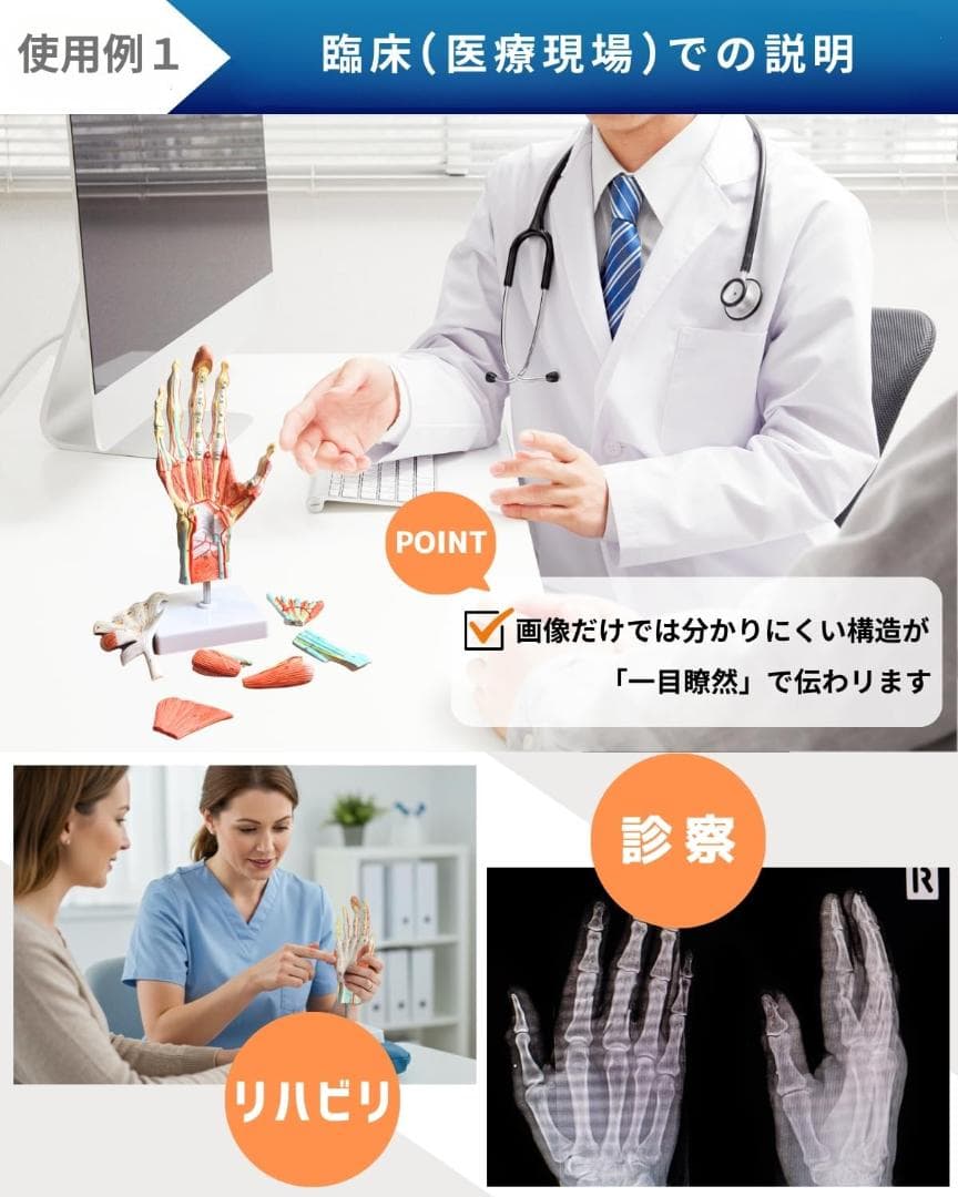 人体模型　手解剖模型 7パーツ分解 等身大 軟部組織付き