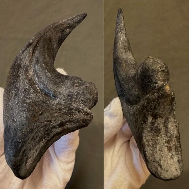 アロサウルス ハンドクロウ かぎ爪 化石標本 肉食恐竜 獣脚類 1498