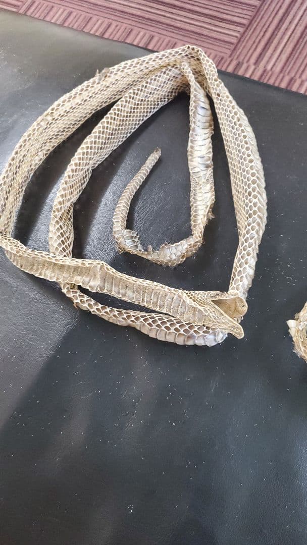 蛇の抜け殻(アオダイショウ)