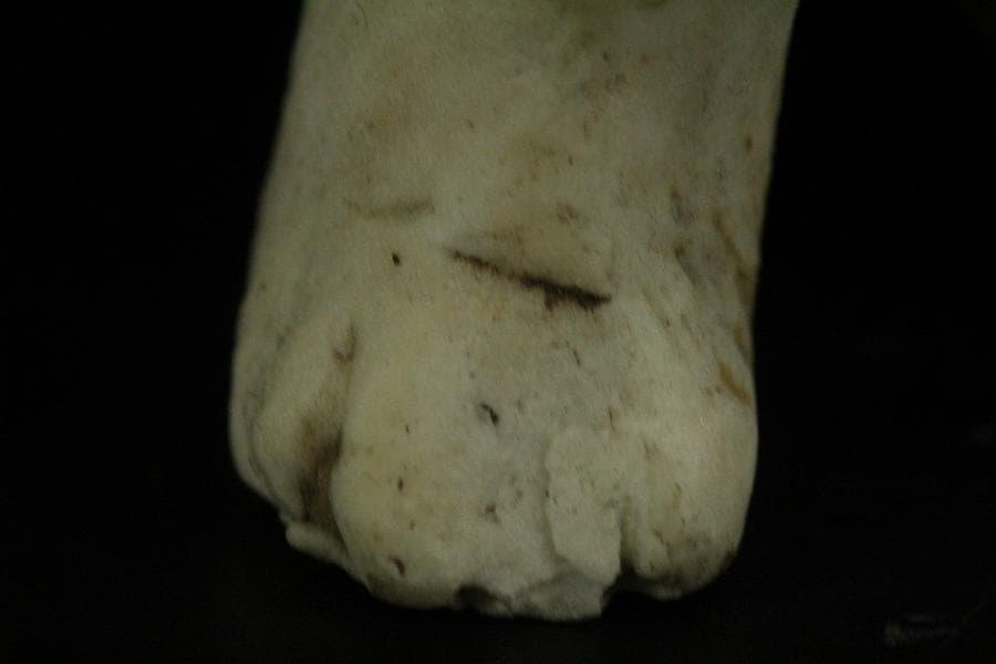 陶製 可愛い犬 置物(ZE660)