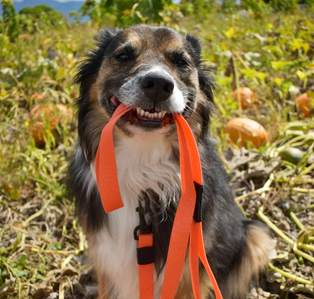 がっちゃん様　新品未使用　WILDERDOG 防水リード他セット販売