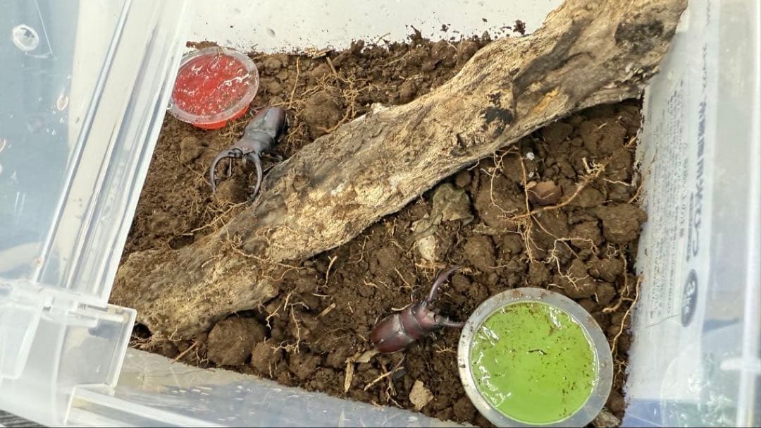 会社で育ててるクワガタ2匹