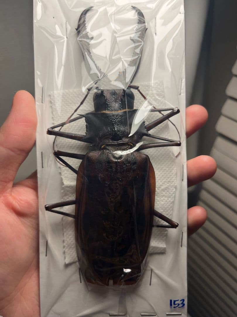 【未展足153mm】オオキバウスバカミキリ標本 Macrodontia昆虫標本