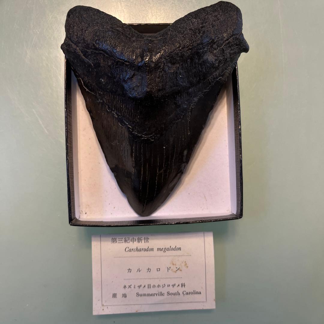 メガロドンの歯　値段交渉ok