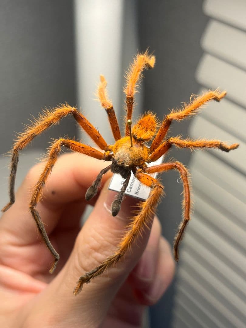 【標本】ラスティレッドハンツマン トゥルースパイダーマンティスムカデセンチピード