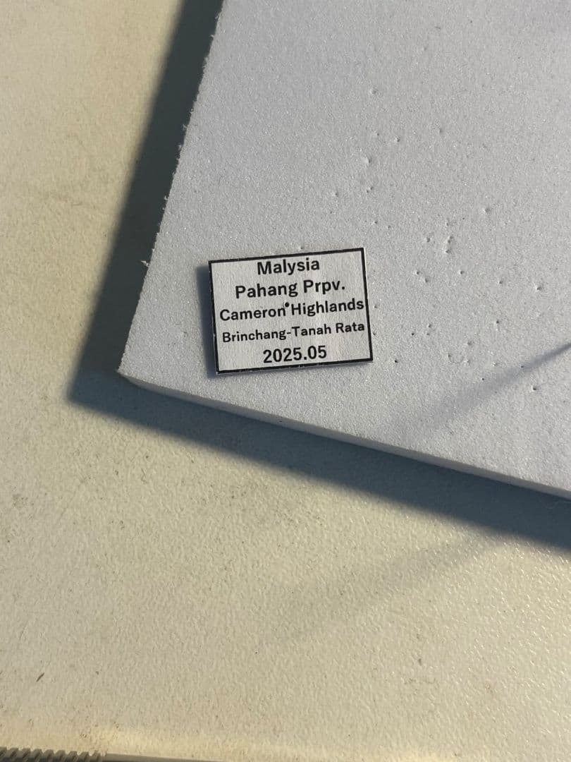 【標本】ラスティレッドハンツマン トゥルースパイダーマンティスムカデセンチピード