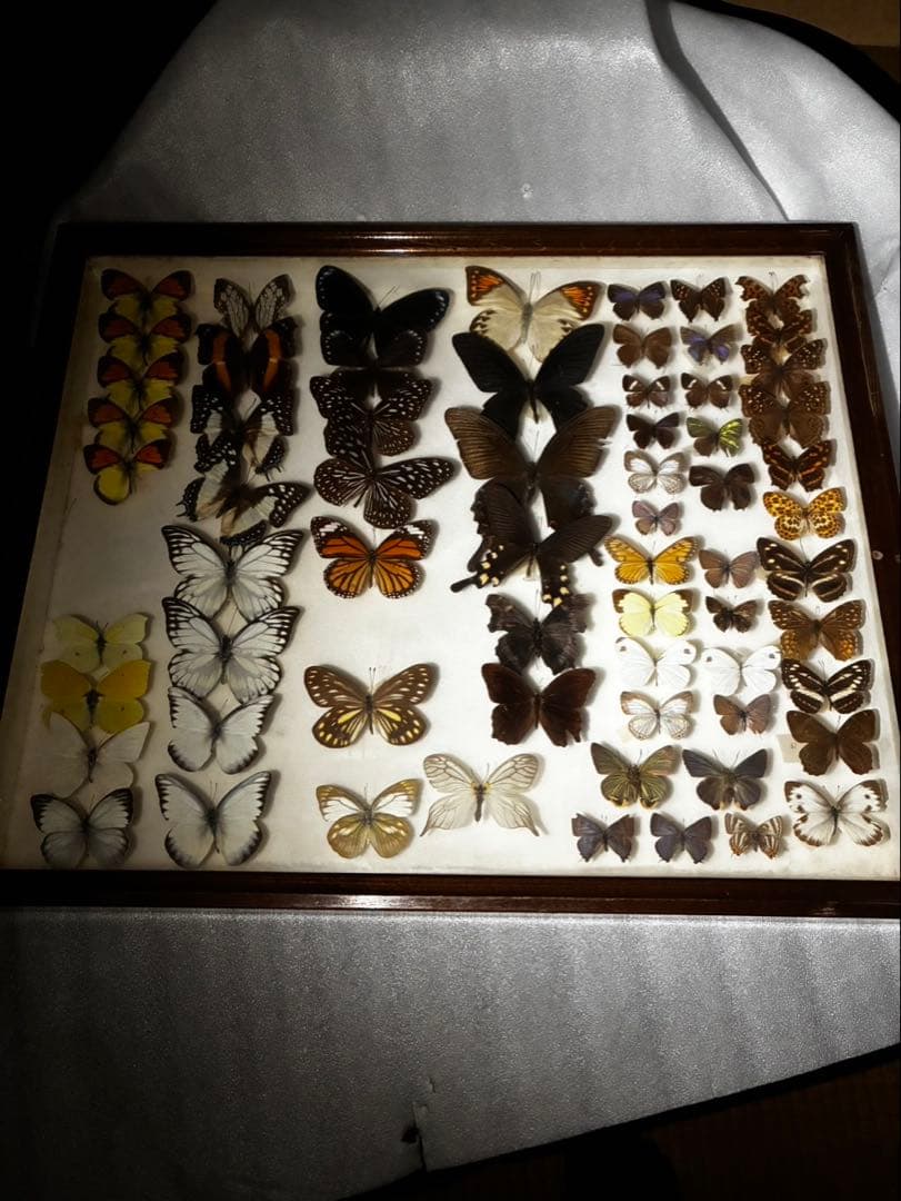 蝶　昆虫　カブトムシ　クワガタなどの標本　３つセット