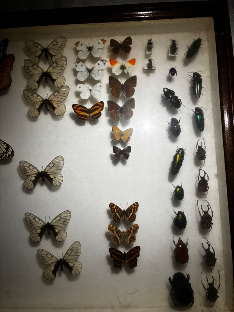 蝶　昆虫　カブトムシ　クワガタなどの標本　３つセット