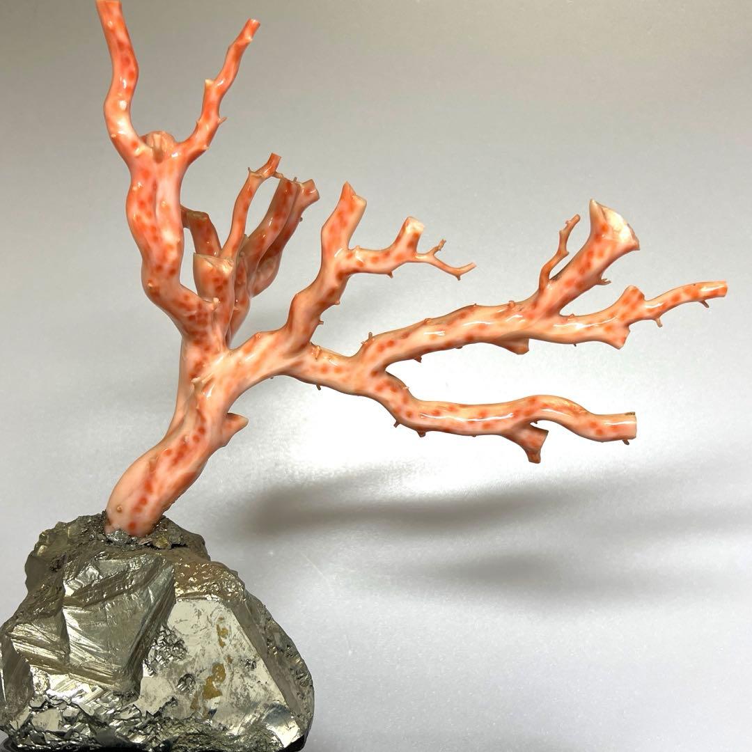 特大　極太桃色珊瑚　台付　3674g 東Y7-1106☆2Fトコオ