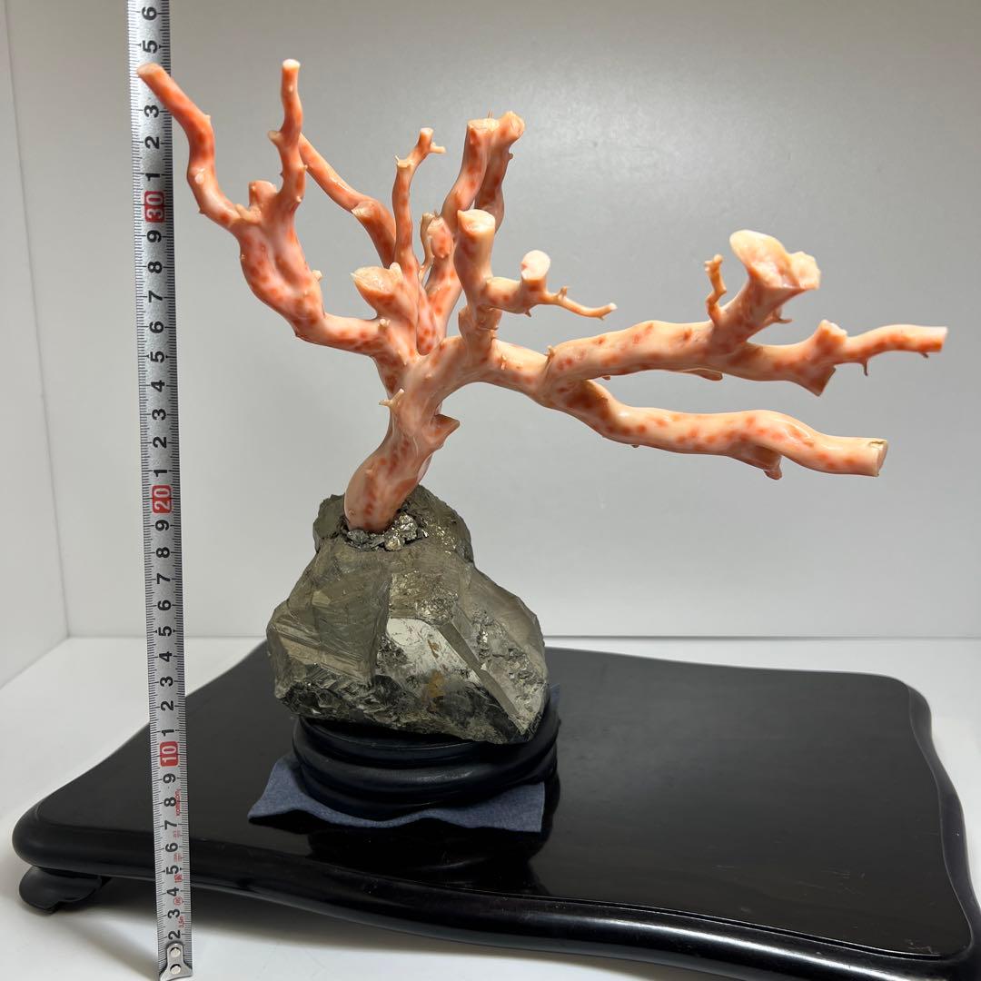 特大　極太桃色珊瑚　台付　3674g 東Y7-1106☆2Fトコオ