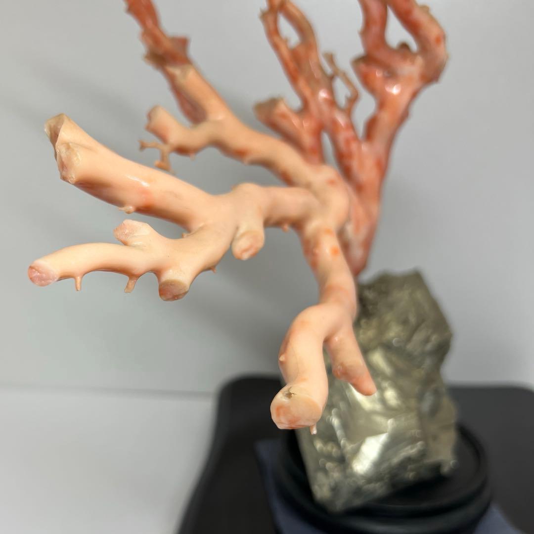 特大　極太桃色珊瑚　台付　3674g 東Y7-1106☆2Fトコオ