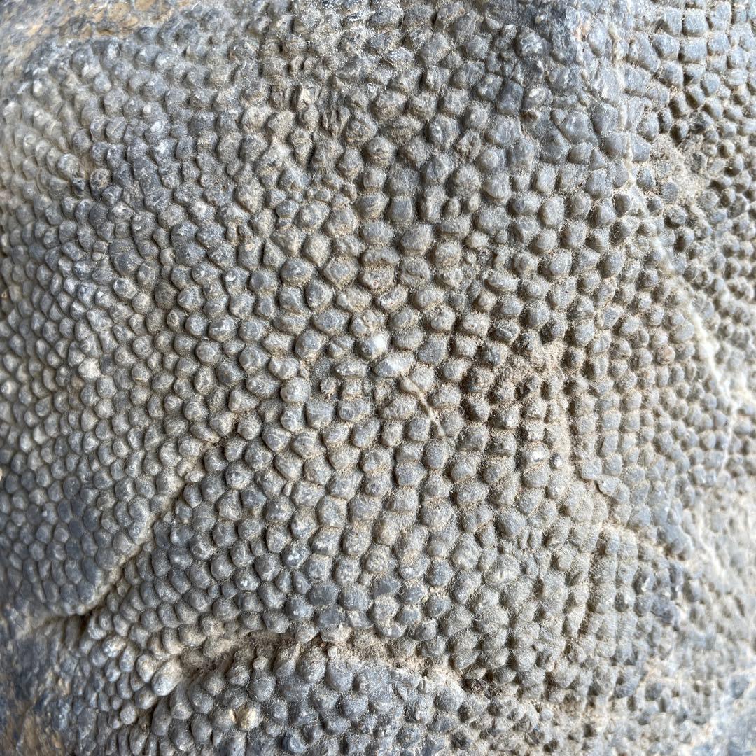 蛇体石　ミケリニア　化石