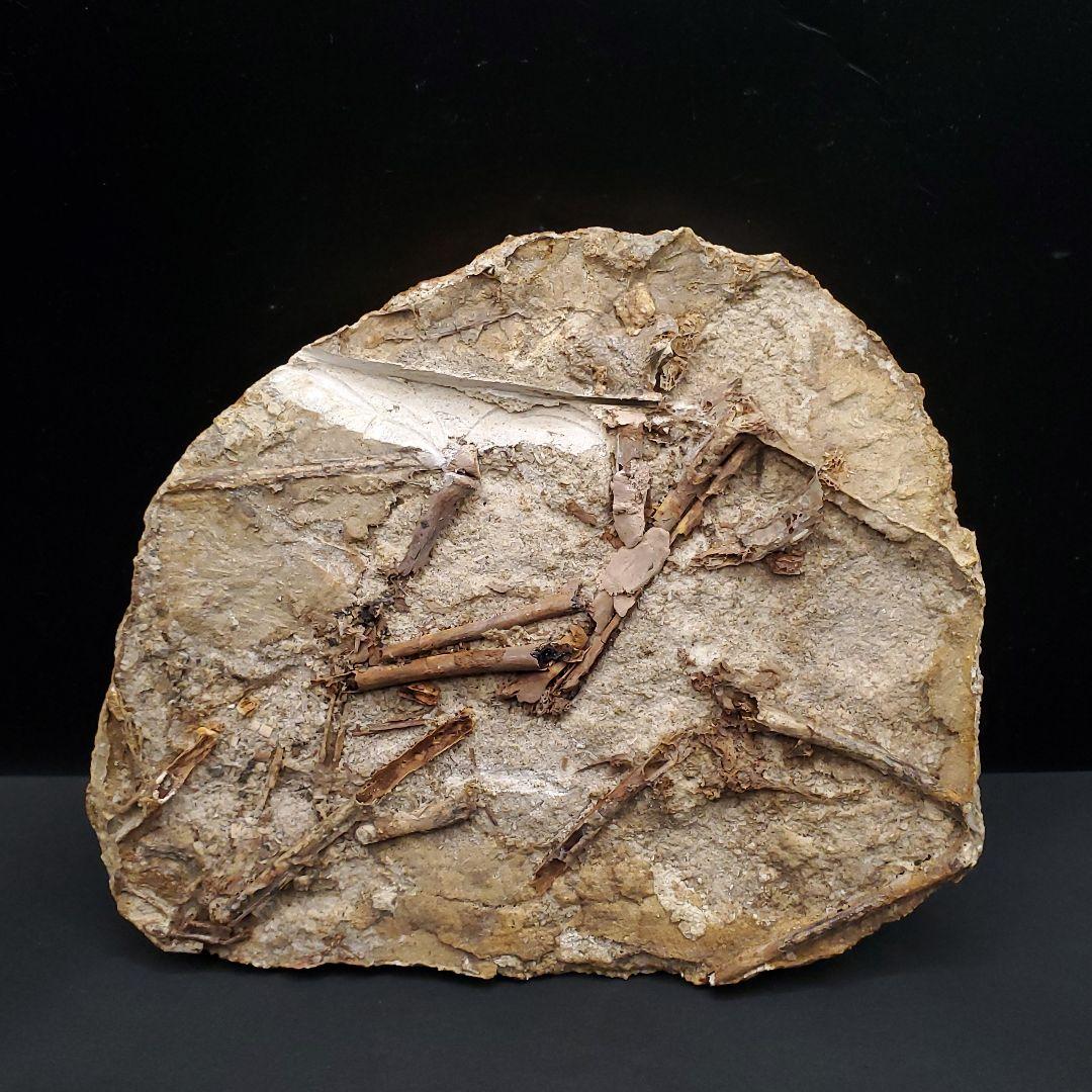 博物館級 タペヤラ 化石 部分骨格 恐竜 ブラジル産 197.35mm fr56