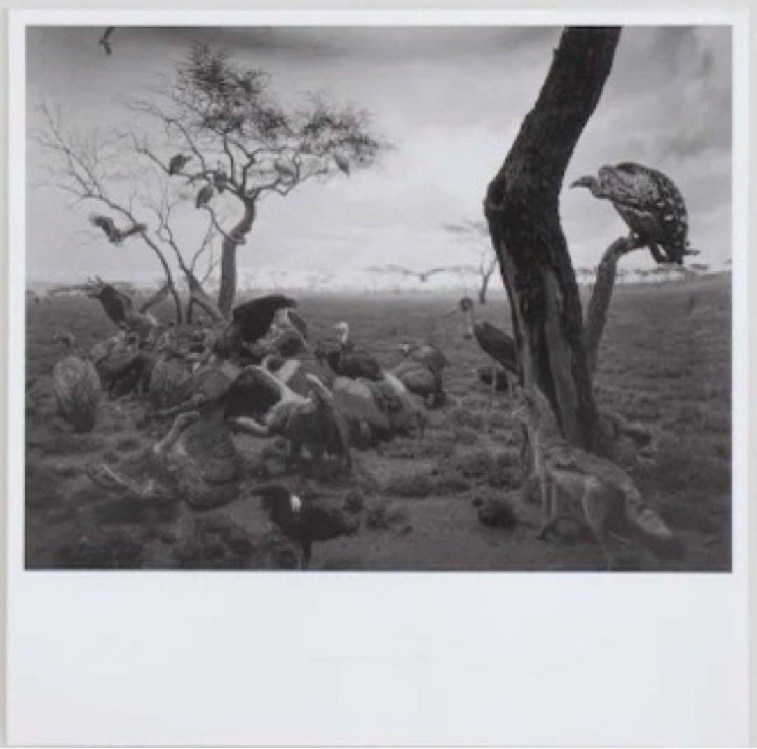 杉本博司　ポスター　『Hyena-Jackal-Vulture』