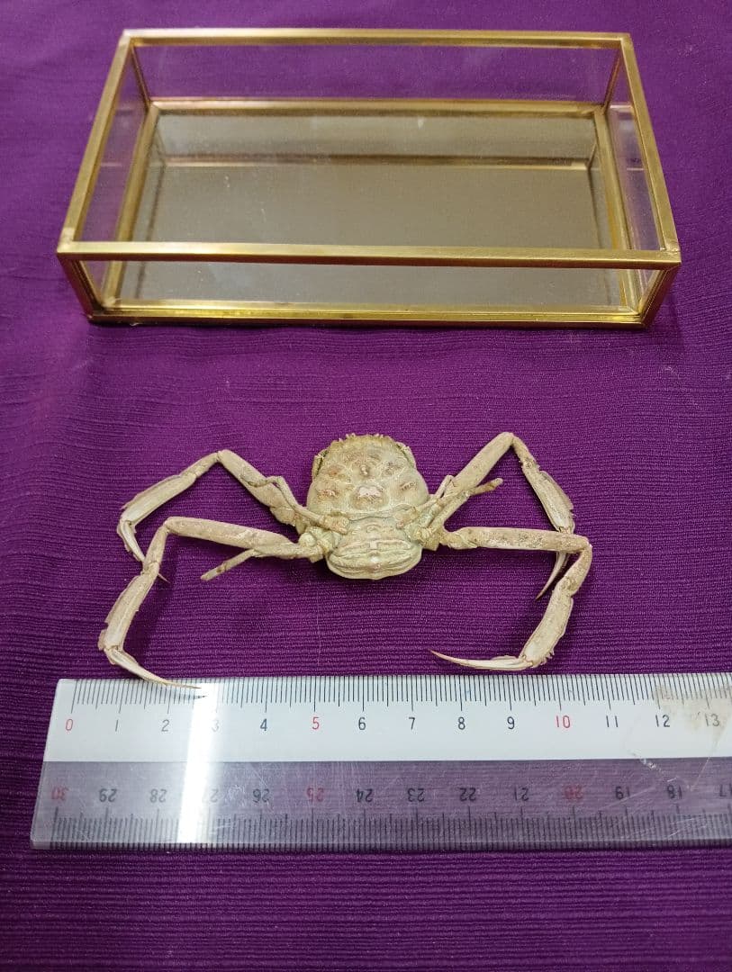 源平合戦古戦場讃岐屋島壇ノ浦周防下関檀之浦戦い平家武者怨霊海底人面蟹標本品