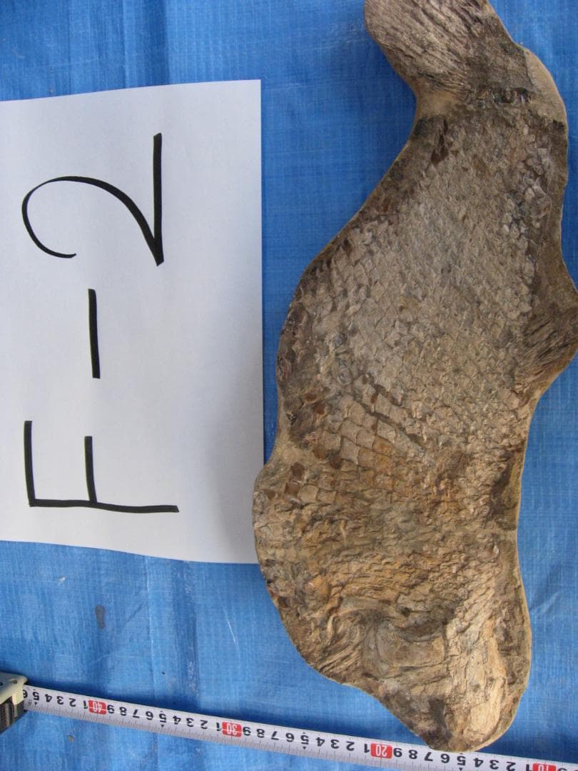 化石　F-2 B-4 D-4