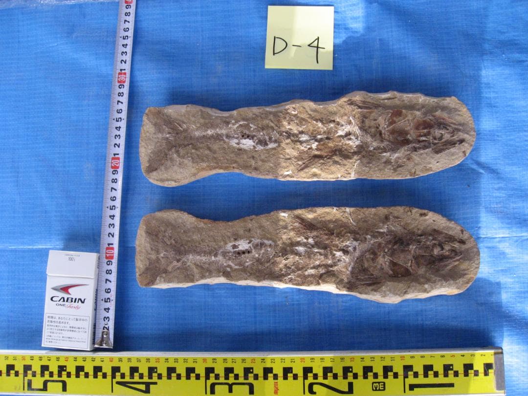 化石　F-2 B-4 D-4