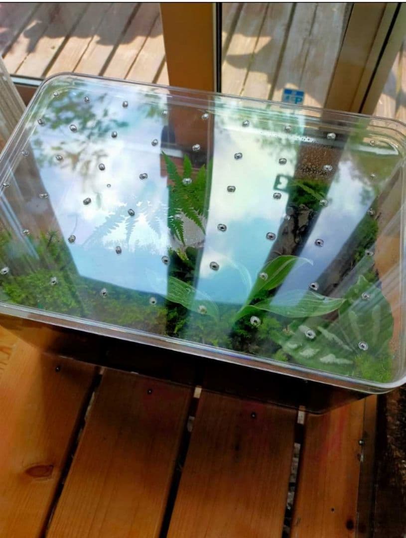 自然中の飼育箱、苔テラリウム(枝でアーチ)