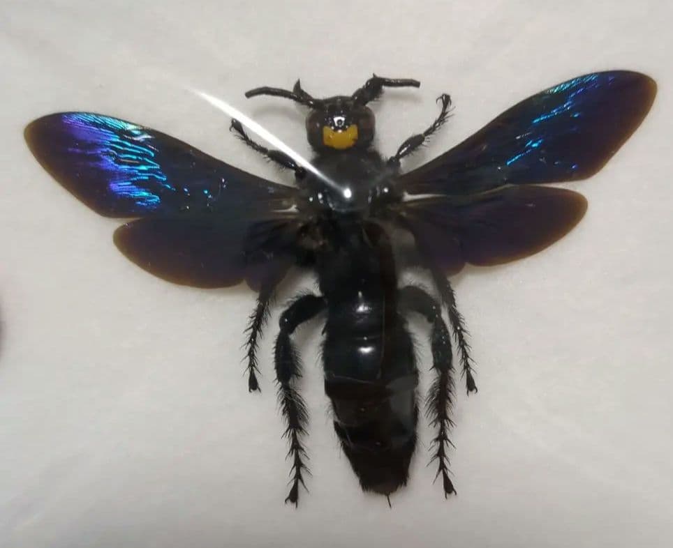 美麗　ツチバチ　ペア　ペレン島　標本