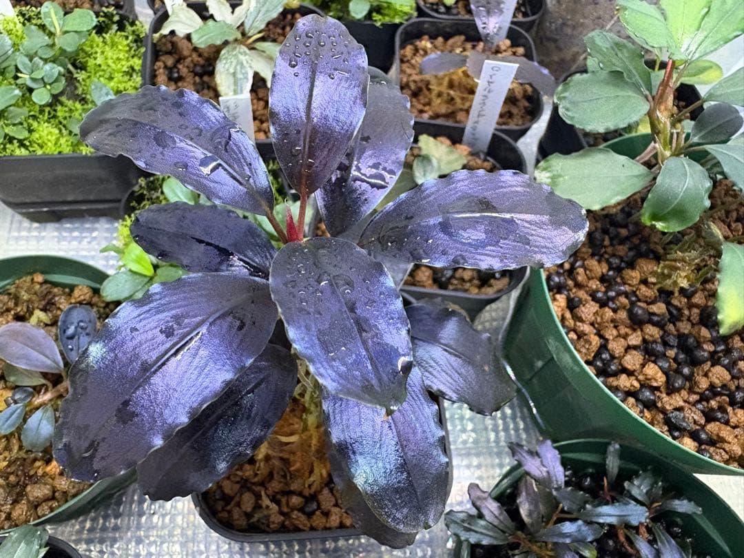 y*t様 Bucephalandra sp. Theia Blue