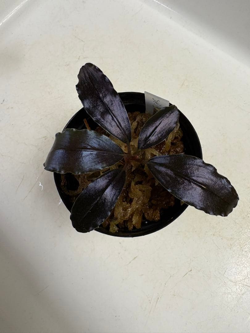 y*t様 Bucephalandra sp. Theia Blue