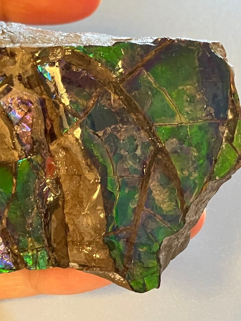 化石　原石　アンモライト　アンモナイト　幅7.7cm カナダ産　箱付き