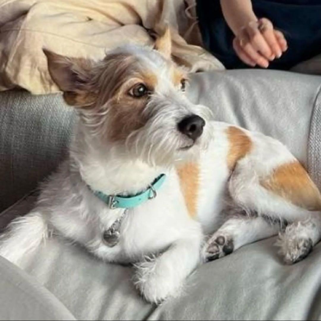 【新品・即完売品】Tiffany&Co. リターントゥ ハーネス 首輪 s